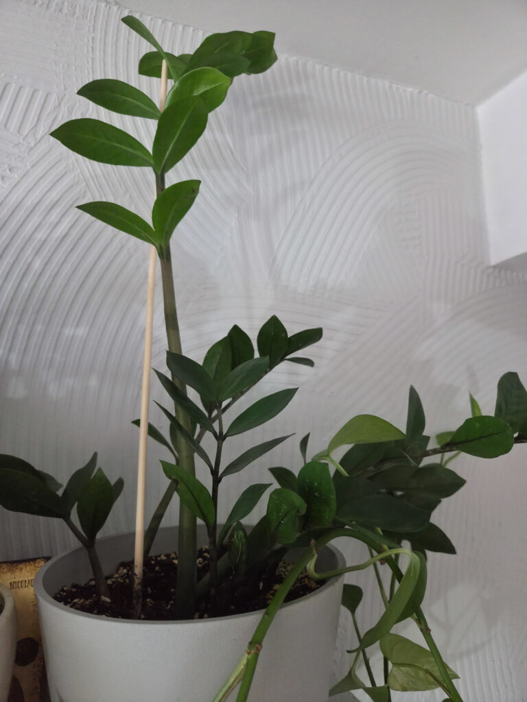 beginner low light rare looking houseplants zz plant with new growth