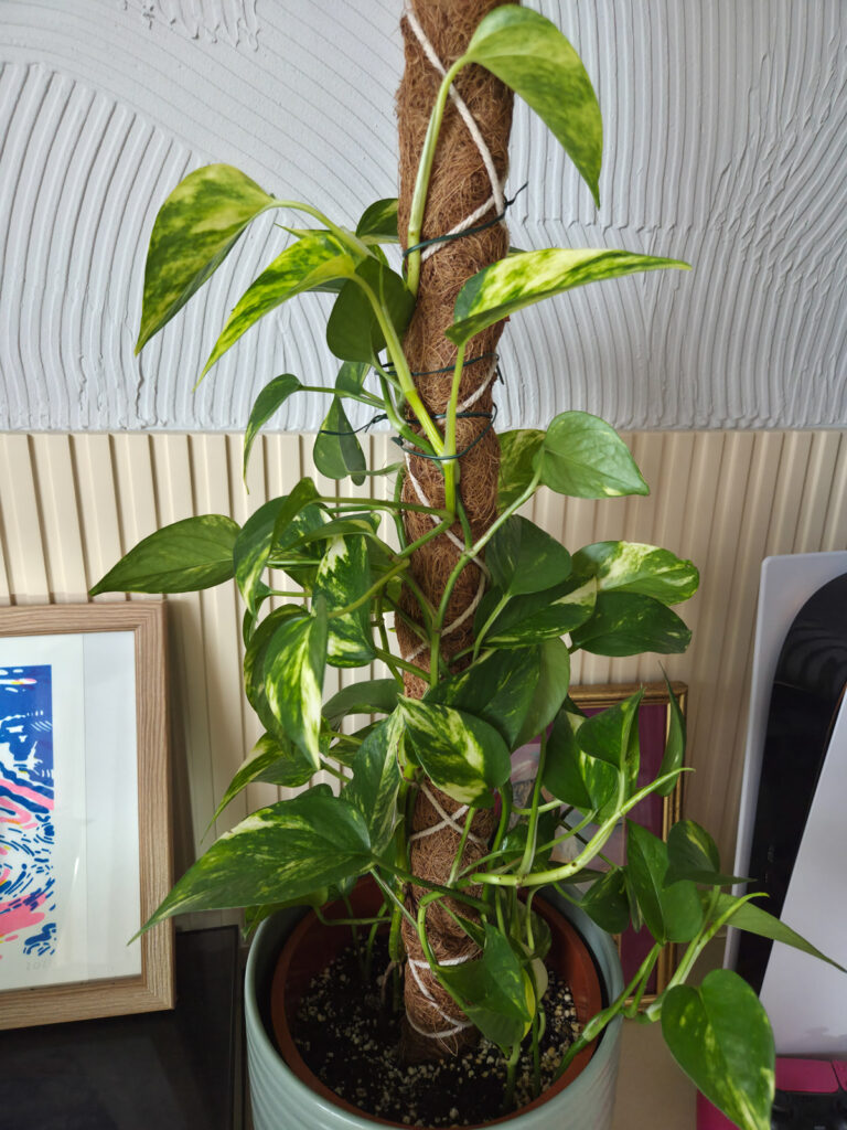 pothos variegation close up on moss pole