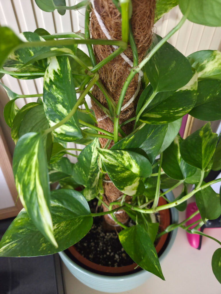 pothos variegation close up on moss pole